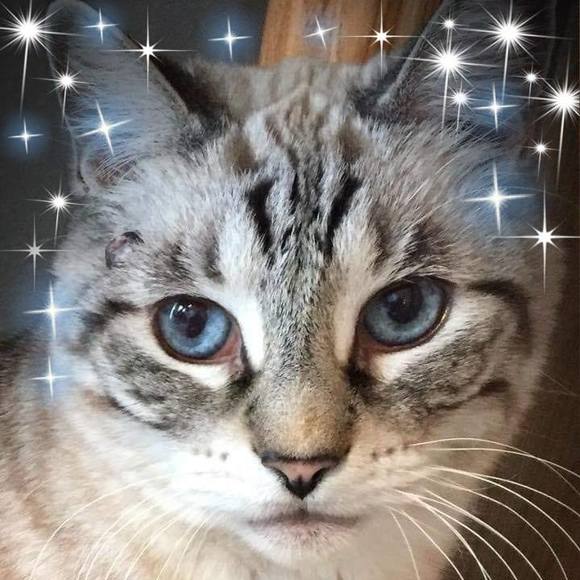 Meet your Posher, Rosa - Picture 1 of 1